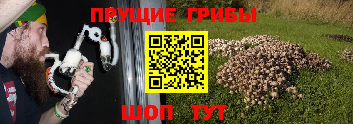 Галлюциногенные грибы Psilocybe Саяногорск