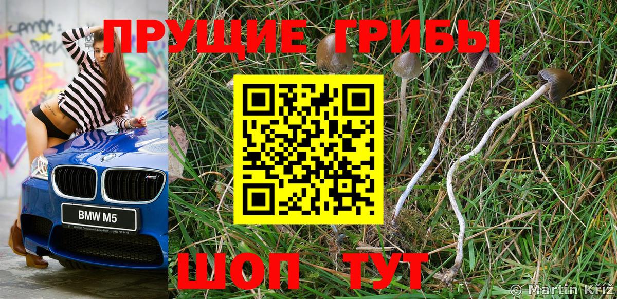 Галлюциногенные грибы Cubensis  Вход с VPN  Саяногорск 